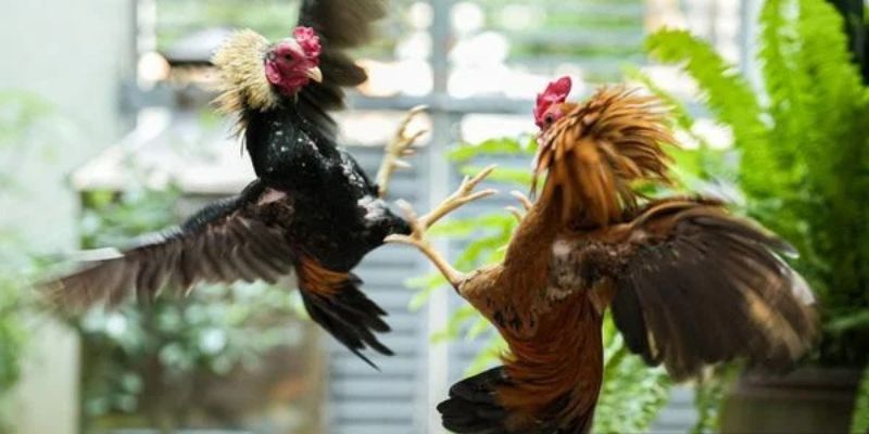 Khách hàng trải nghiệm chọi kê hấp dẫn